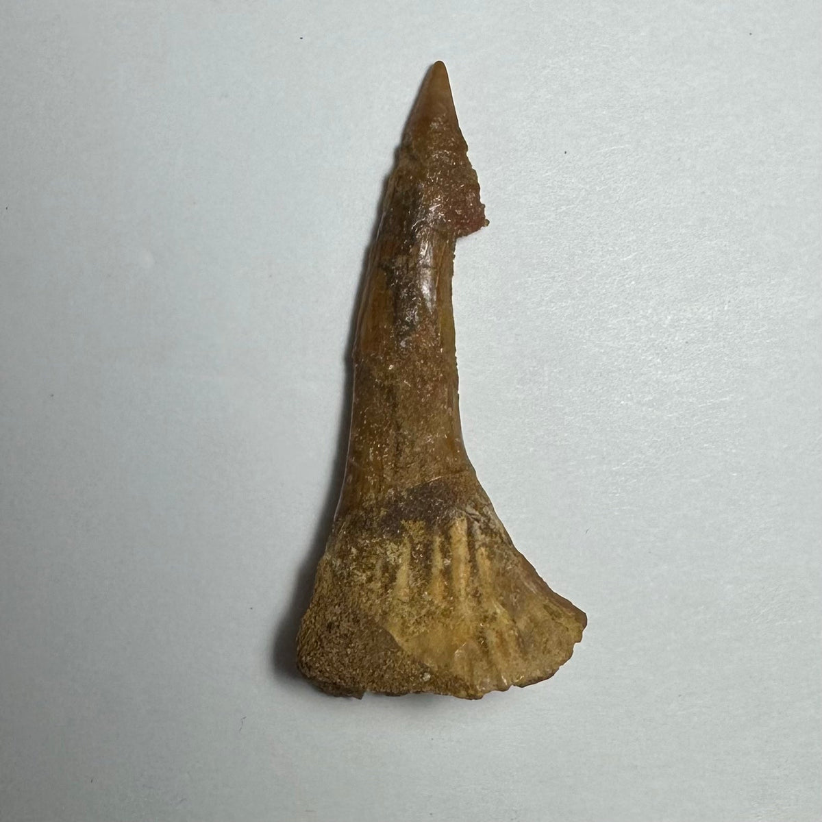 Onchopristis Barb/Tooth (MD)