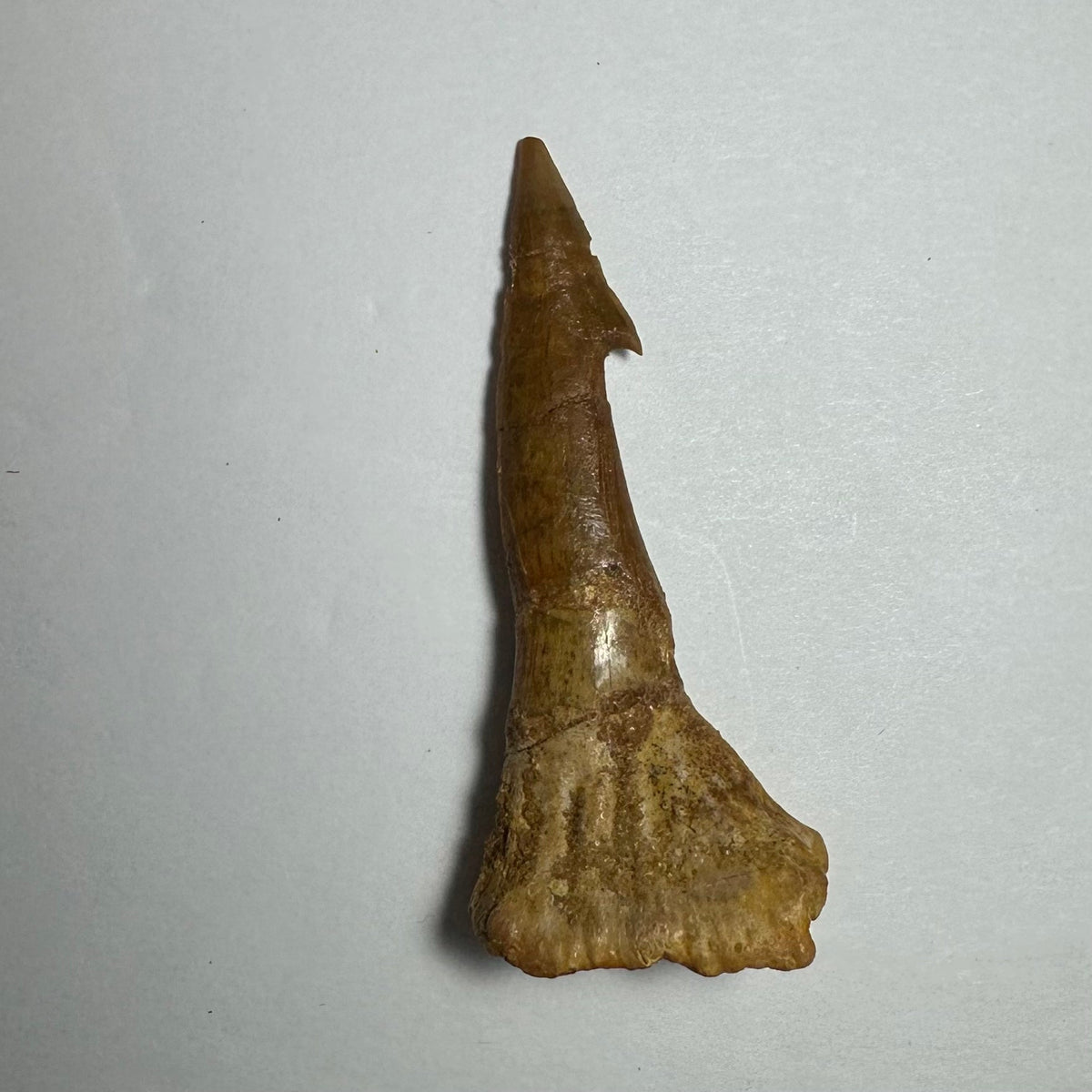 Onchopristis Barb/Tooth (MD)