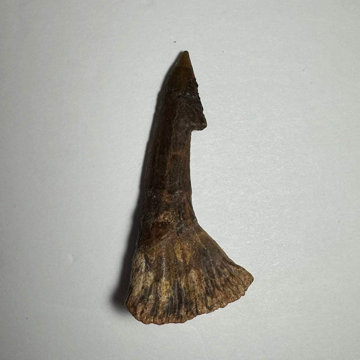 Onchopristis Barb/Tooth (MD)
