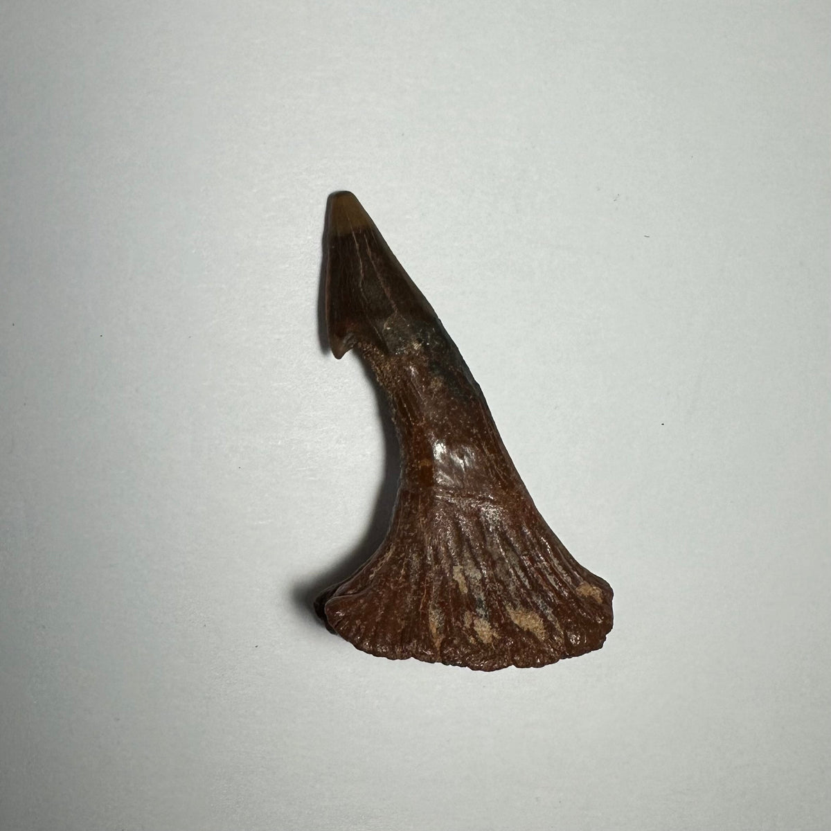 Onchopristis Barb/Tooth (MD)