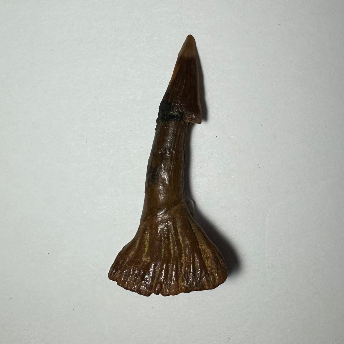Onchopristis Barb/Tooth (MD)