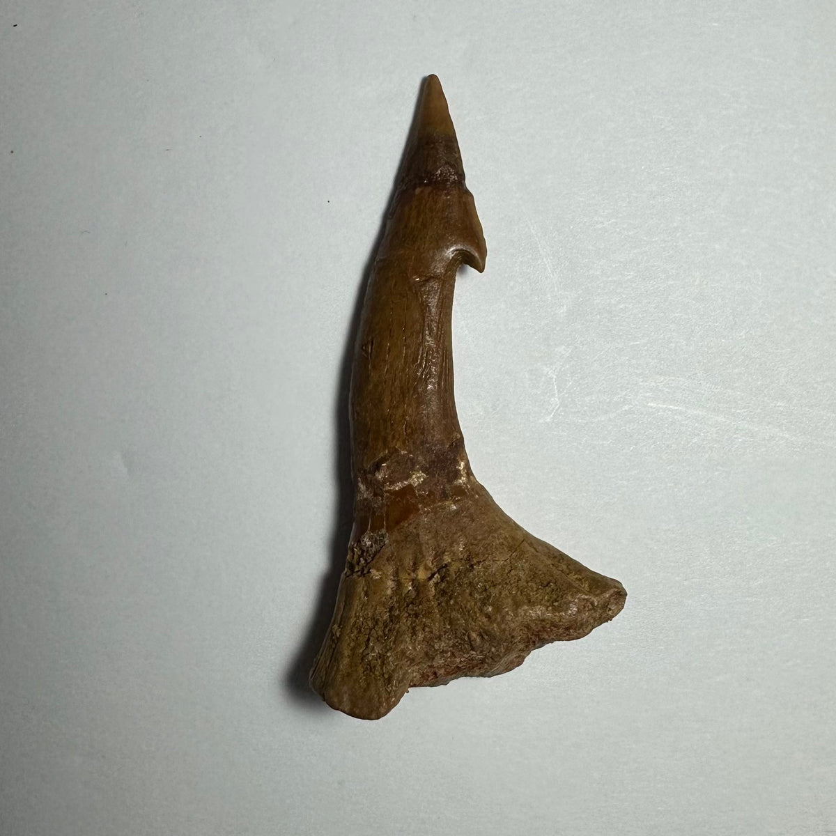 Onchopristis Barb/Tooth (MD)
