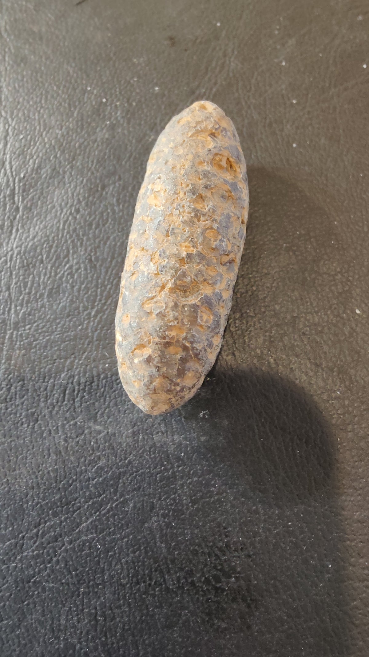 Fossilized Pine Cone 2"