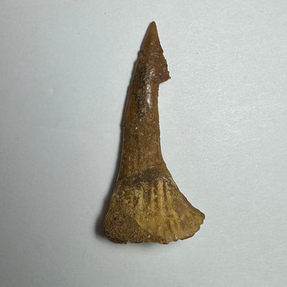 Onchopristis Barb/Tooth (MD)