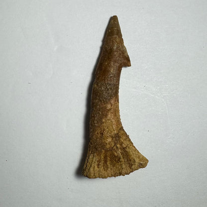 Onchopristis Barb/Tooth (MD)