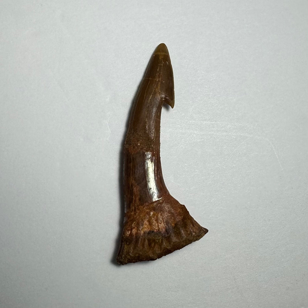 Onchopristis Barb/Tooth (MD)