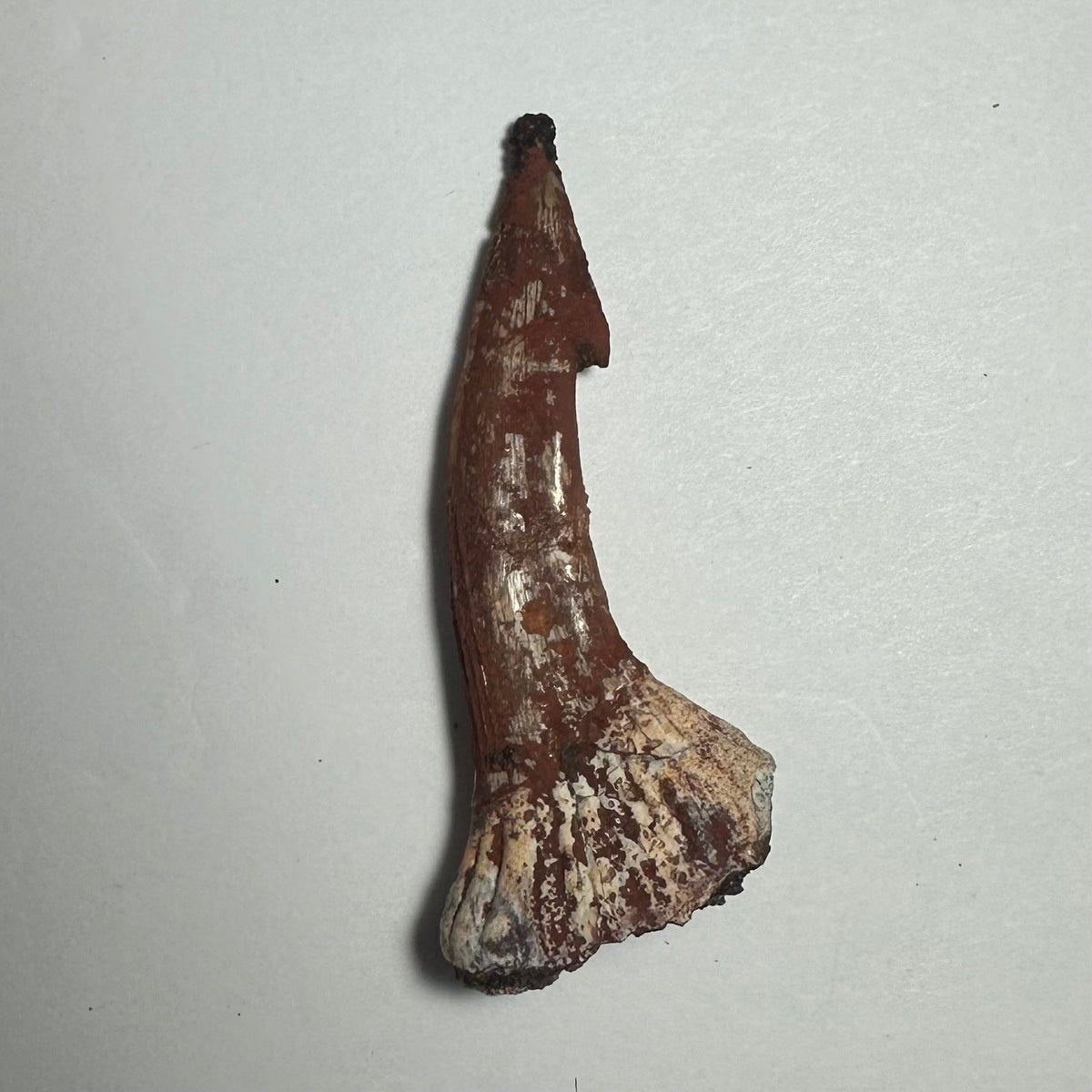 Onchopristis Barb/Tooth (MD)