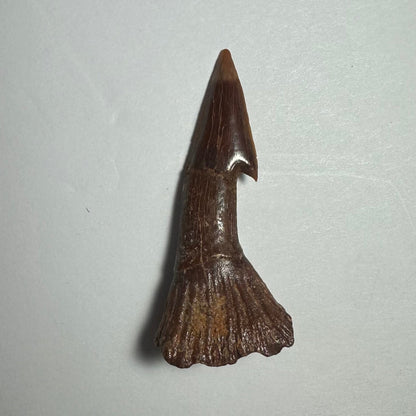 Onchopristis Barb/Tooth (MD)