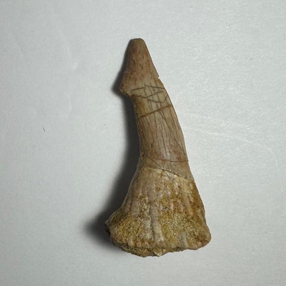 Onchopristis Barb/Tooth (MD)