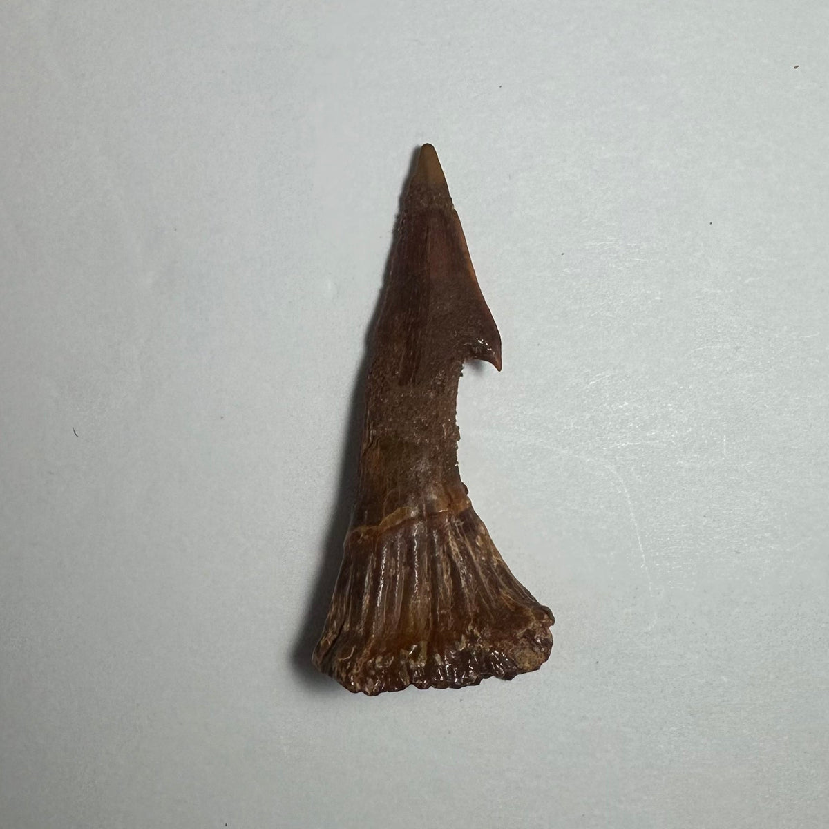 Onchopristis Barb/Tooth (MD)