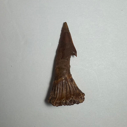 Onchopristis Barb/Tooth (MD)