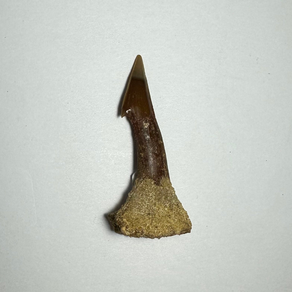 Onchopristis Barb/Tooth (MD)
