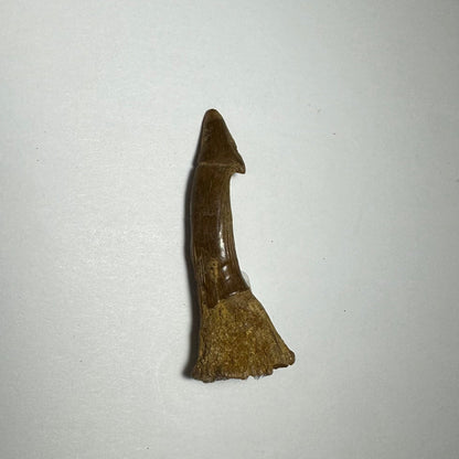 Onchopristis Barb/Tooth (MD)