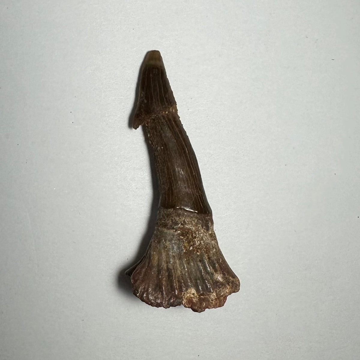 Onchopristis Barb/Tooth (MD)