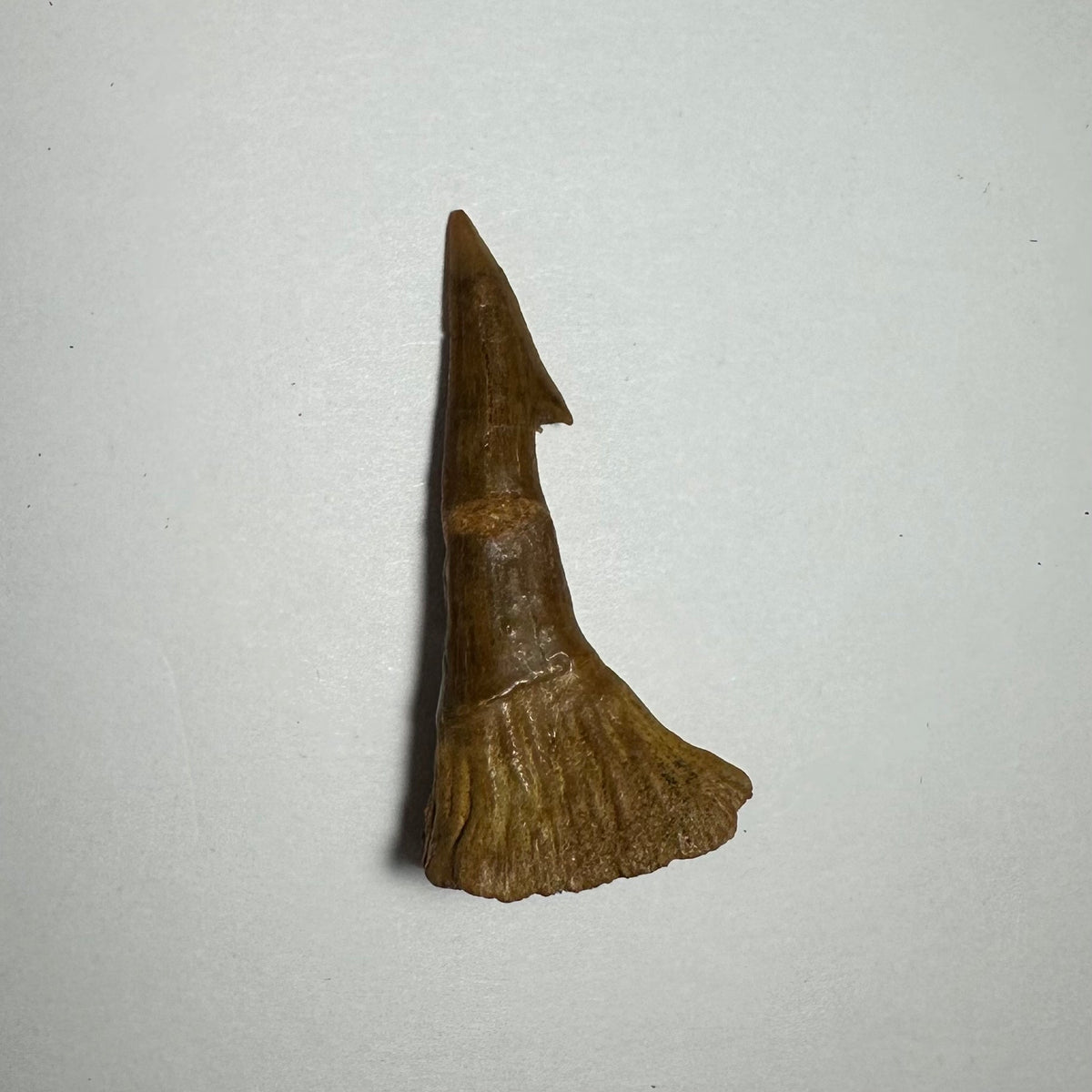 Onchopristis Barb/Tooth (MD)