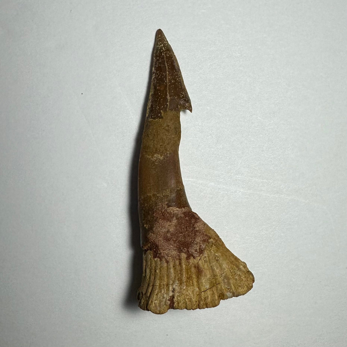 Onchopristis Barb/Tooth (MD)