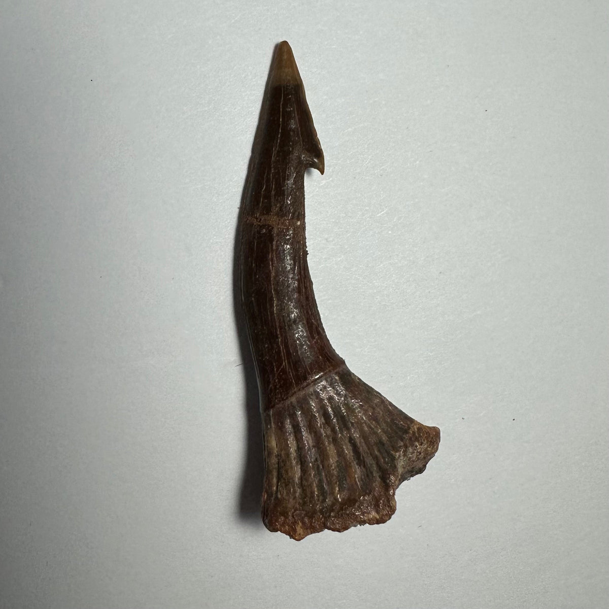 Onchopristis Barb/Tooth (MD)