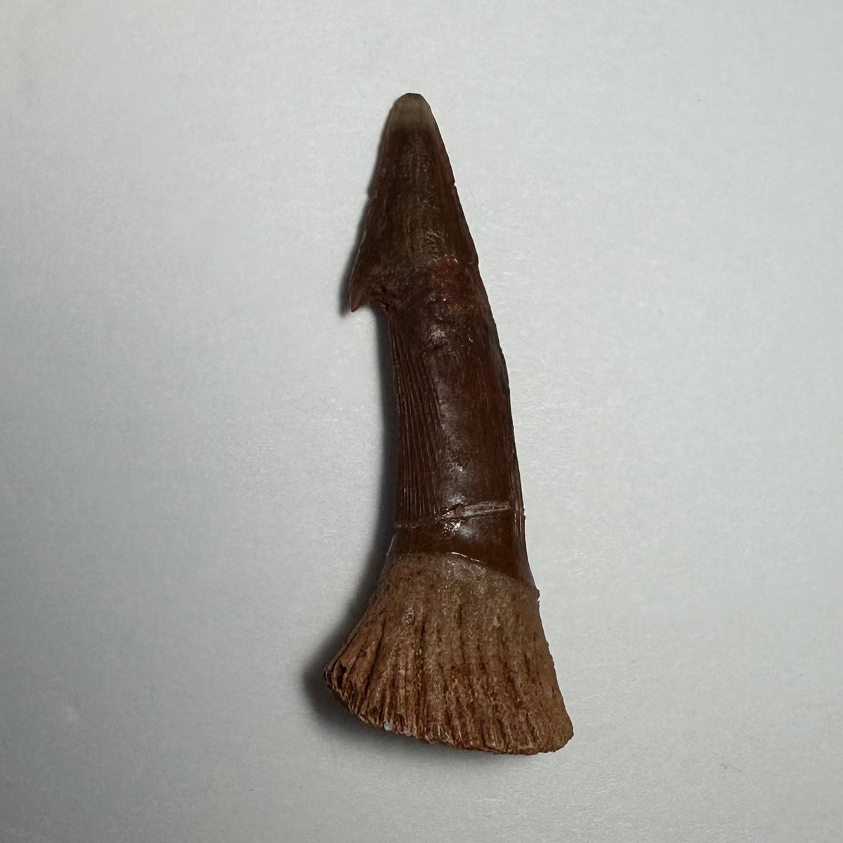 Onchopristis Barb/Tooth (MD)