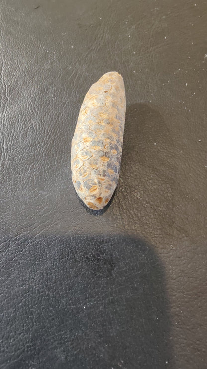 Fossilized Pine Cone 2"